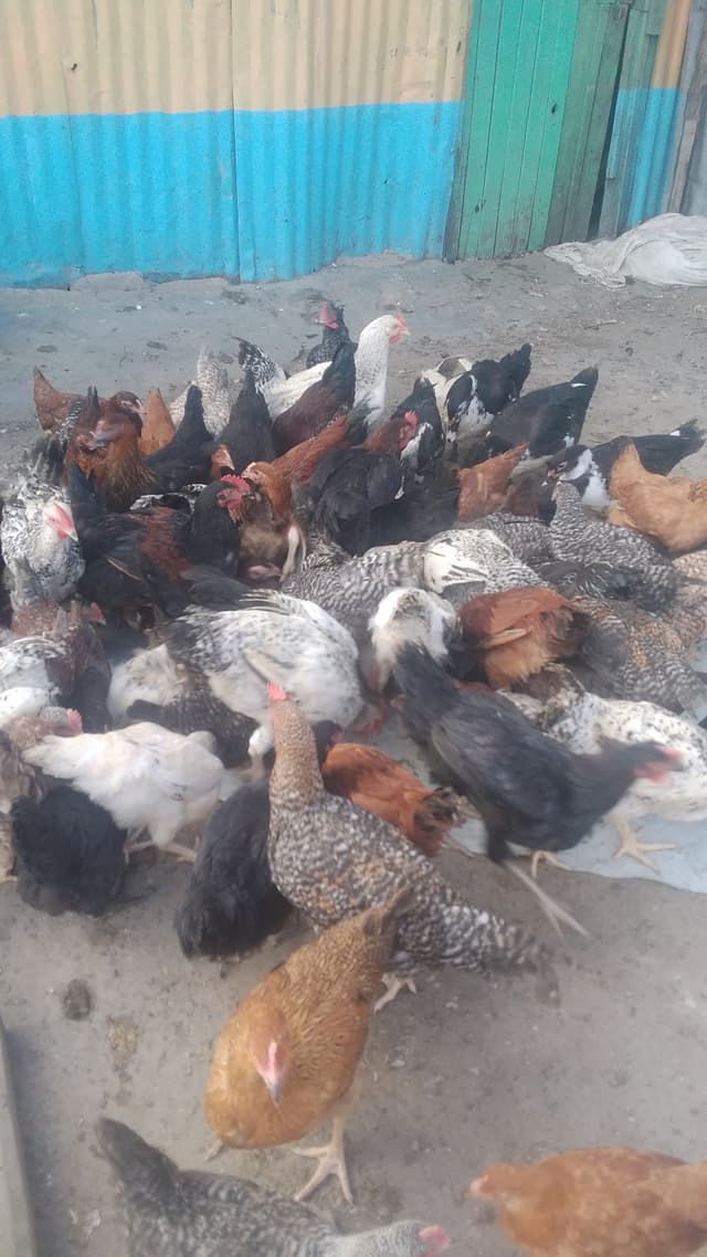 poutry and kienyeji eggs